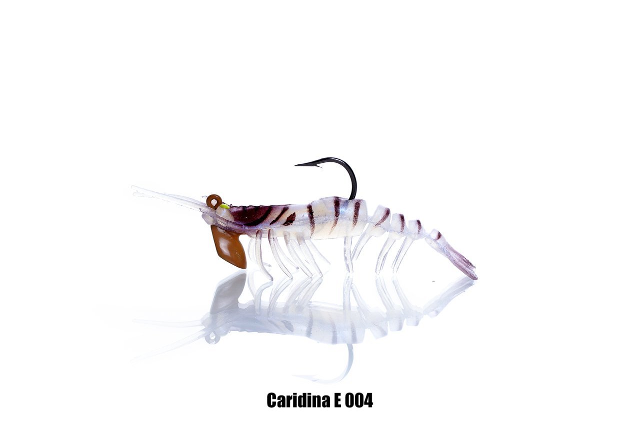 CARIDINA 004